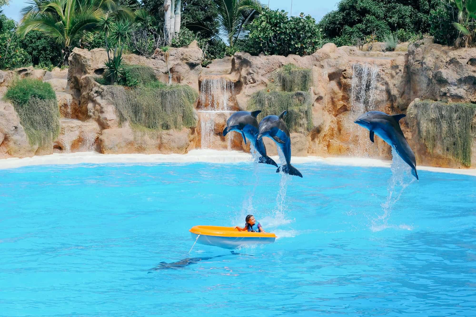дельфины в Лоро-Парке